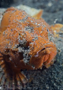 Orange scorpion fish. Lembeh straits. D200, 60mm. by Derek Haslam 
